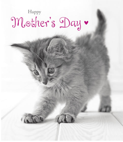 General Mothers Day Card - Cute Kitten / White Background