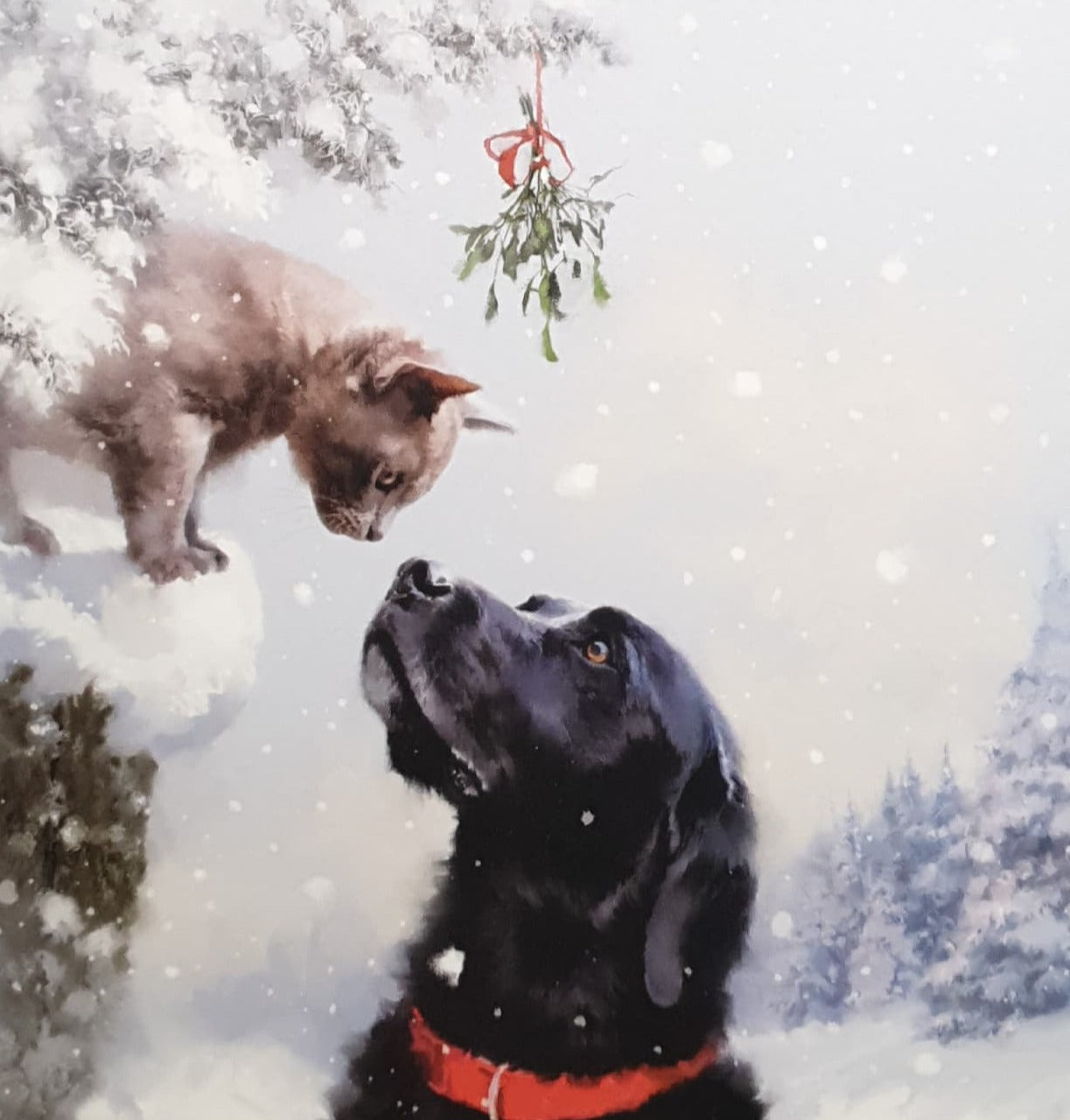 Charity Christmas Card - Pack of 8 Large Size / Northern Ireland Hospice - Cat Greeting Dog in Snow