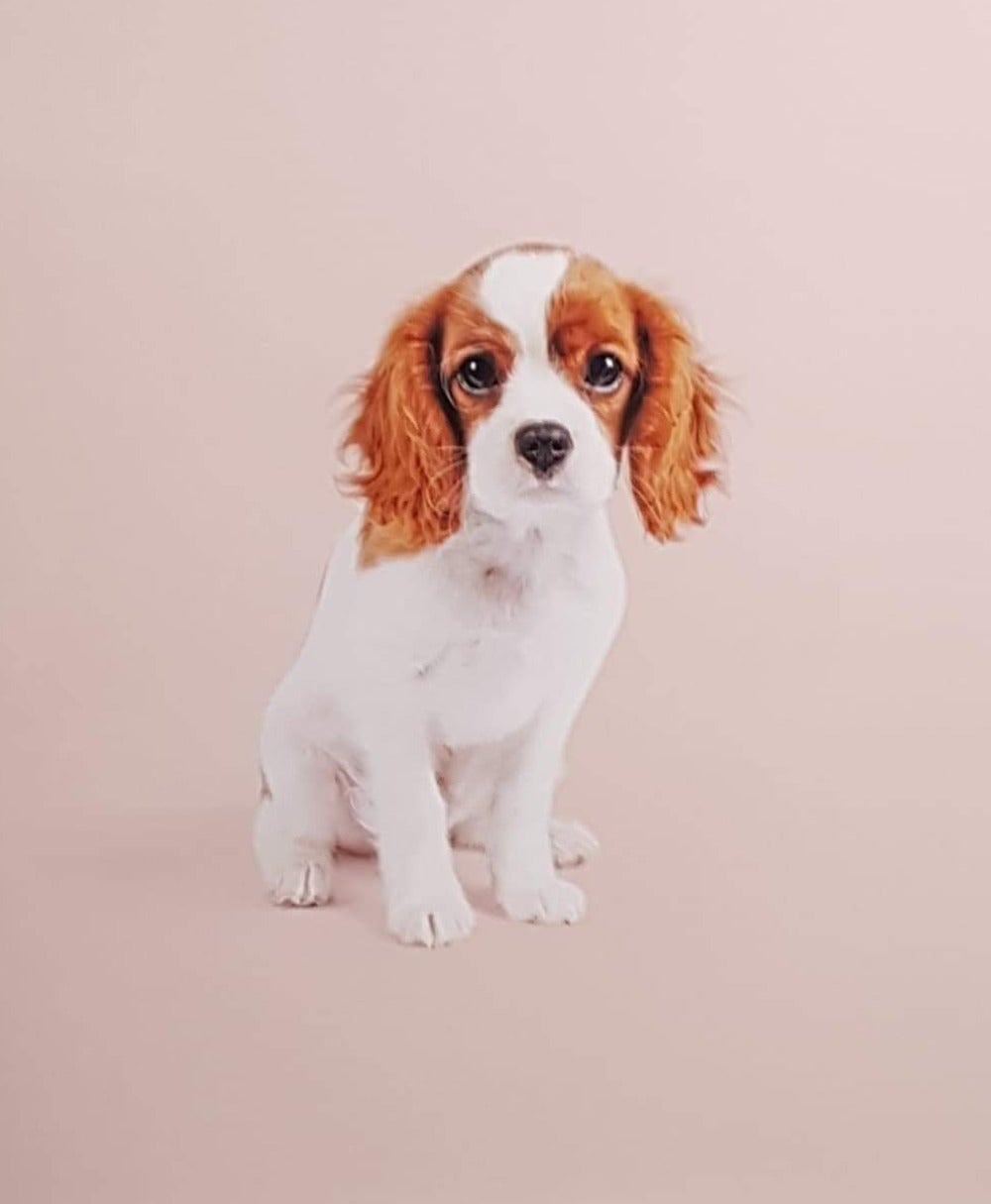 Blank Card - Cute Dog With Long Brown Ears
