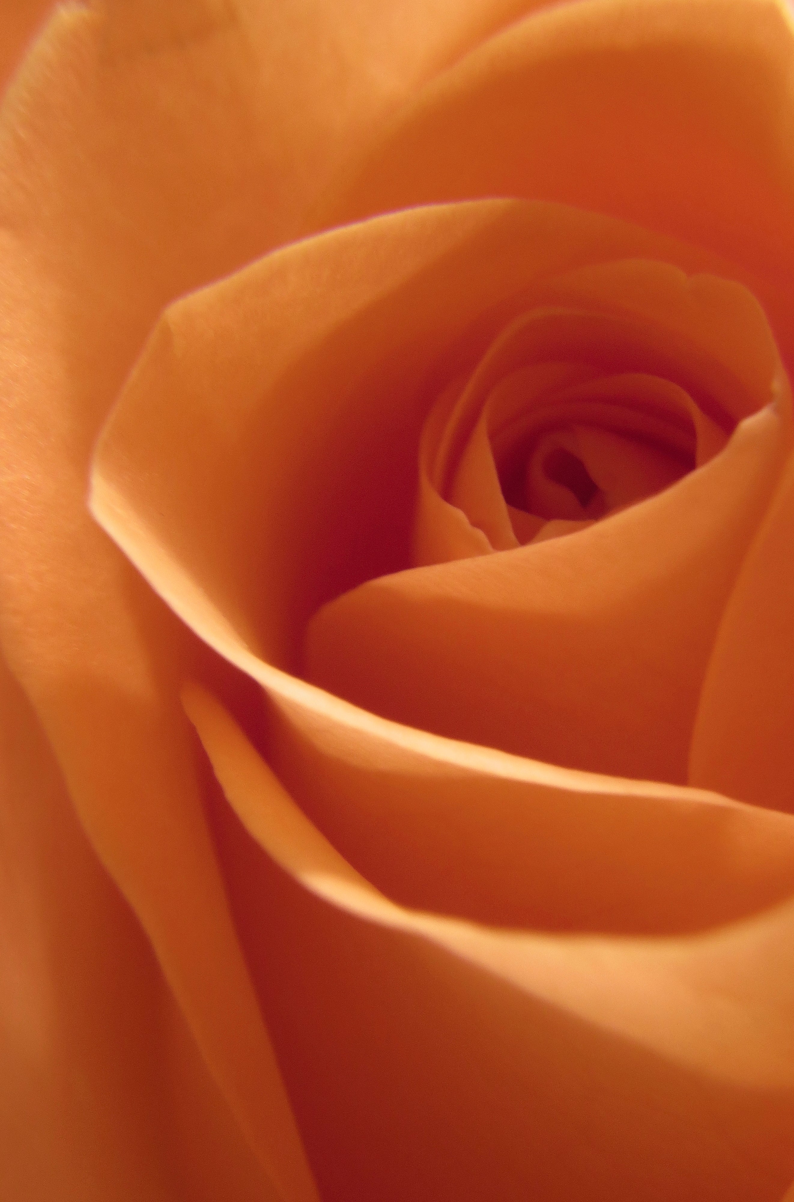 Blank Card Personalisation - Rose & Orange