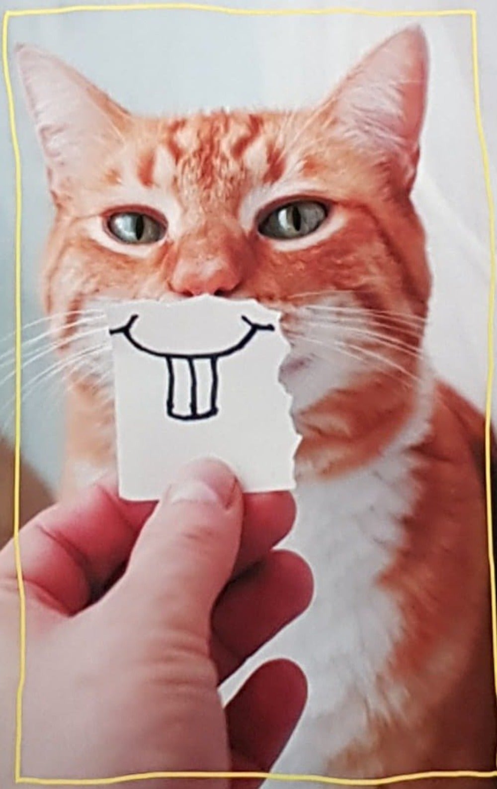 Birthday Card - Humour / An Orange Cat With A Funny Smile