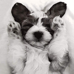 General Mothers Day Card - Happy Dog Putting Up His Hands (Animals Pictured)