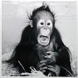 Blank Card - A Black Baby Monkey