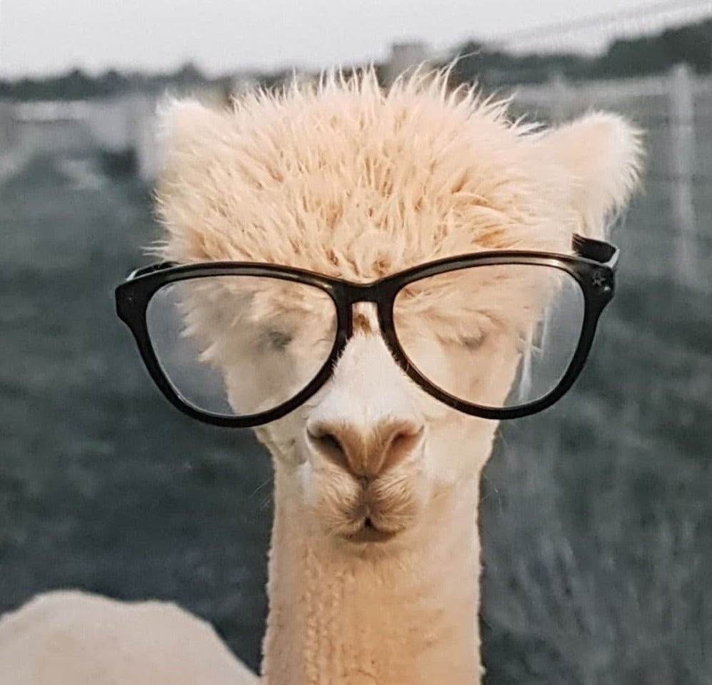 Blank Card - A Camel Wearing Glasses