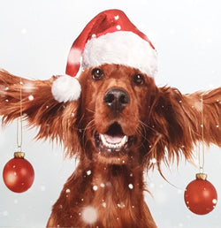 Charity Christmas Card - Pack of 8 Small / Northern Ireland Hospice - Happy Dog with Baubles & Hat