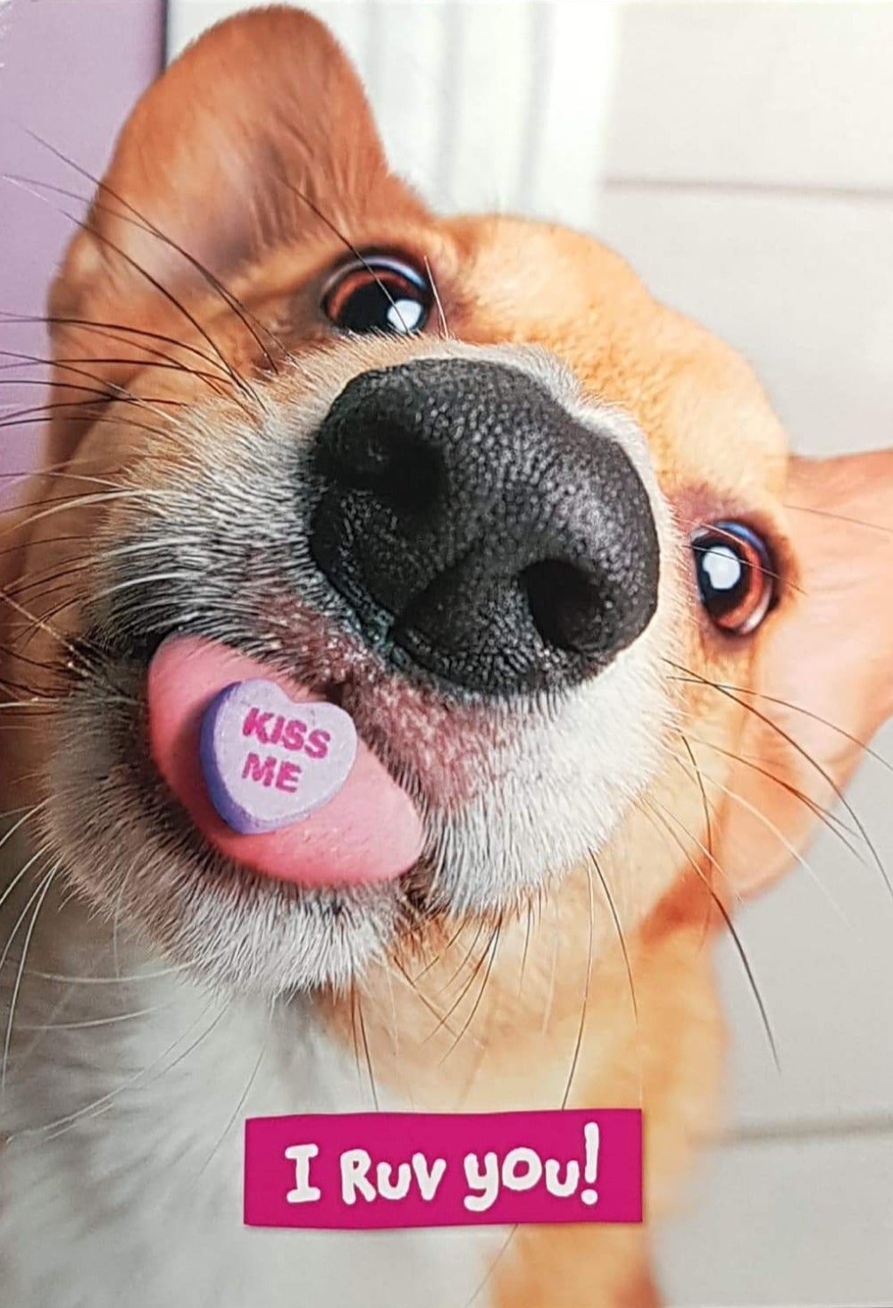 Birthday Card - Boyfriend / Funny Dog Ask For Kiss