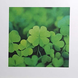 Blank Card - Shamrock & Clover