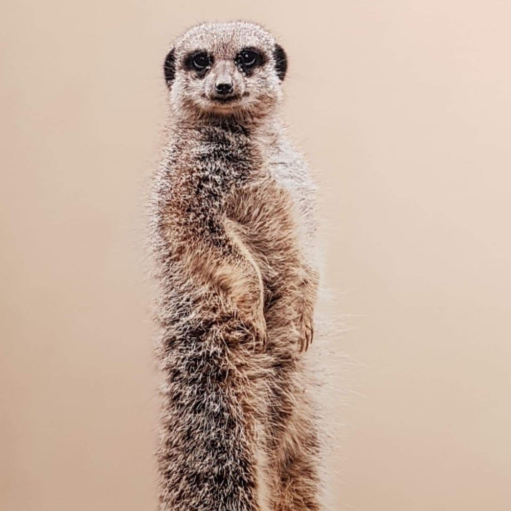 Blank Card - Meerkat Is Watching You