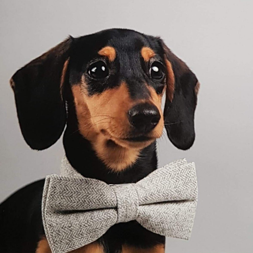 Blank Card - Elegant Dog Wearing a Grey Bow