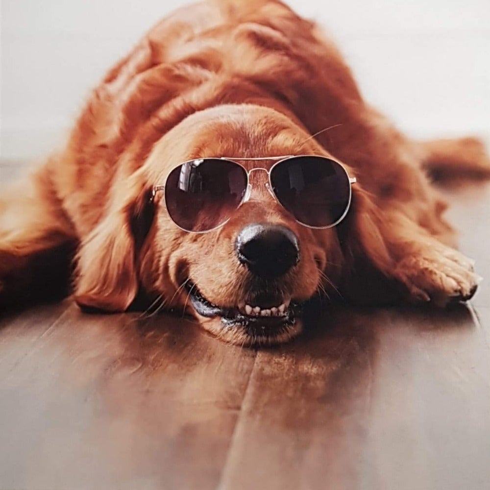 Blank Card - Happy Dog Wearing Black Glasses