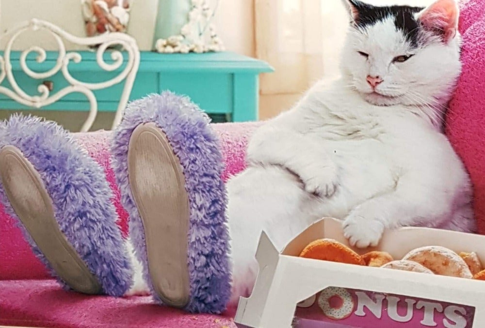 Birthday Card - Humour / Cat Sitting On A Sofa Eating Donuts