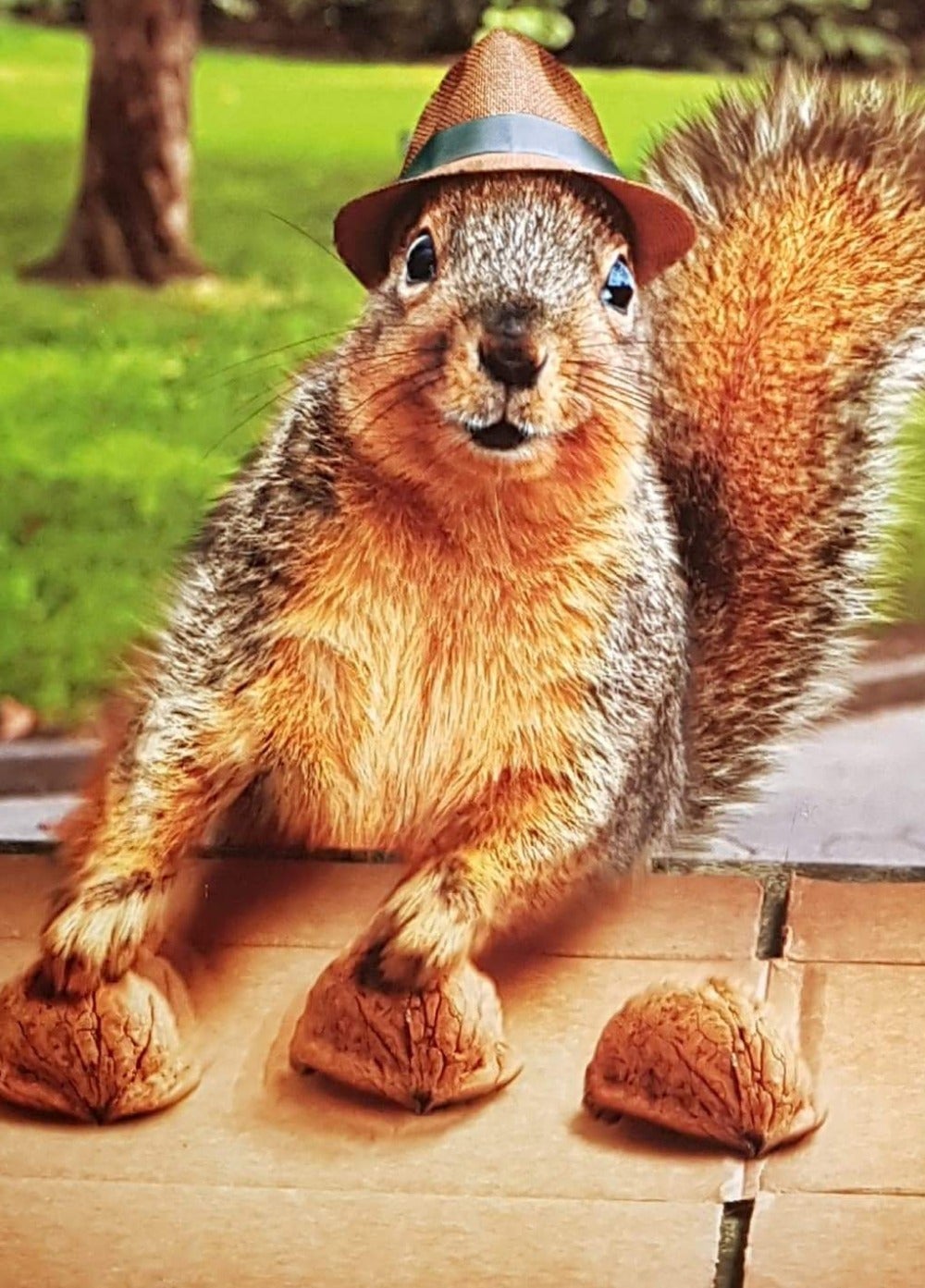 Birthday Card - Humour / Squirrel Likes Games