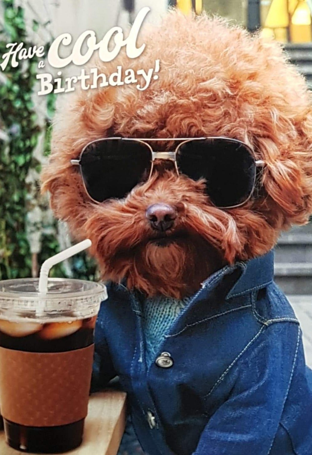 Birthday Card - Humour / Have A Cool Birthday