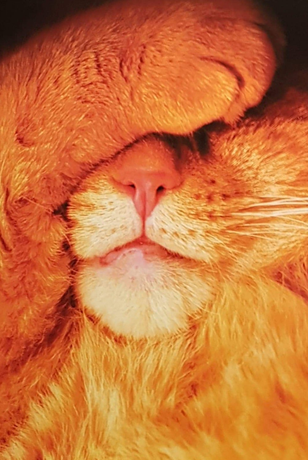 Birthday Card - Humour / Cat Face