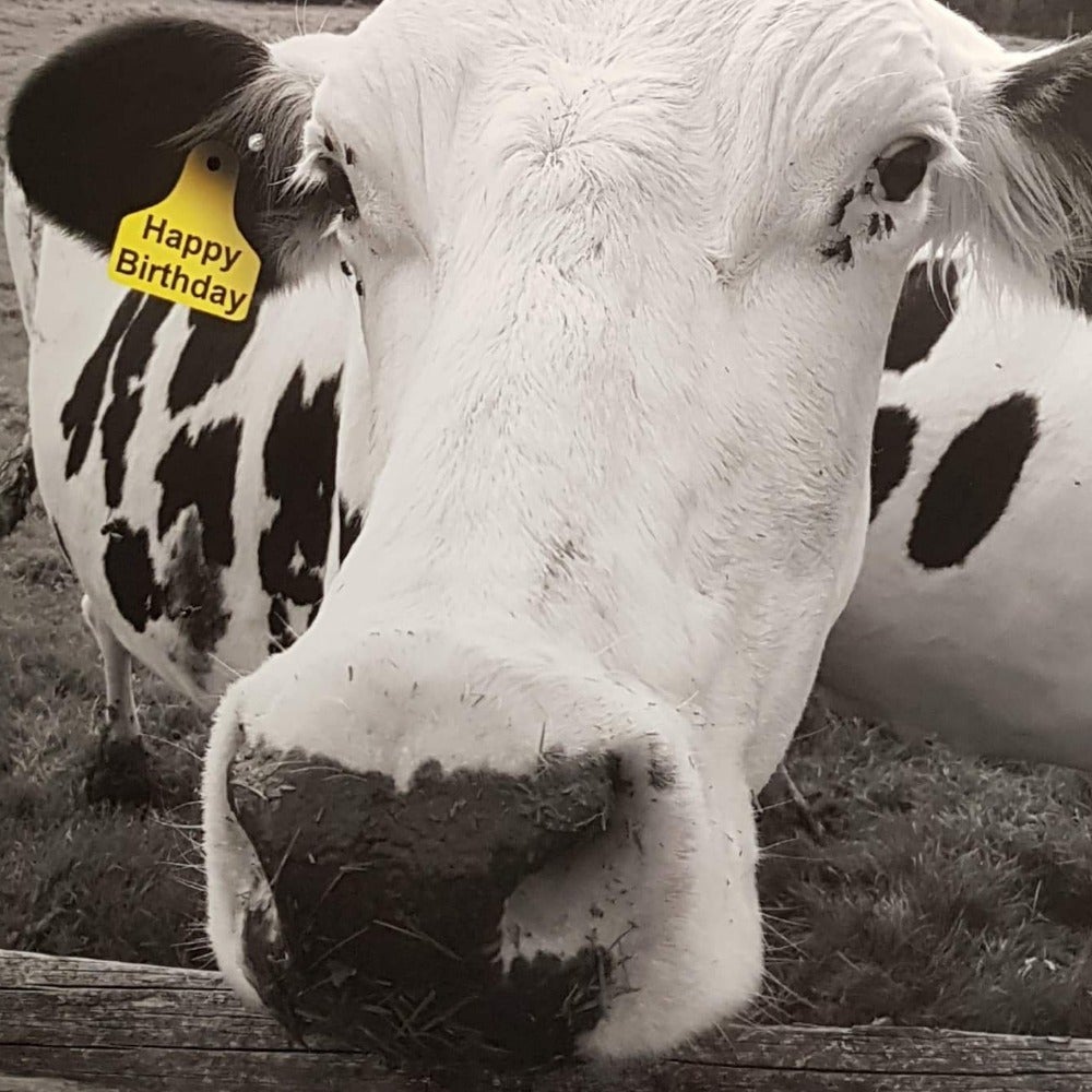 Birthday Card - Humour / Birthday Cow