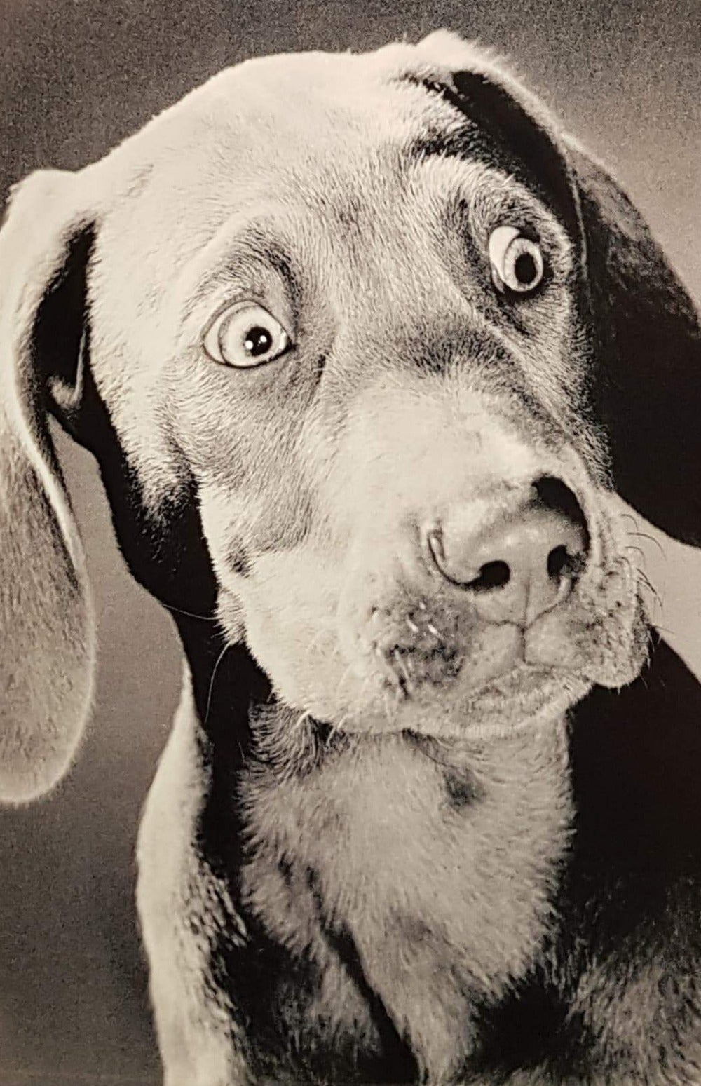 Birthday Card - Humour / Wondering Dog