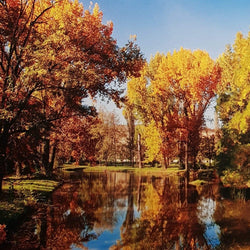 Blank Card - Scenery / The Trees With Golden Leaves Down The River