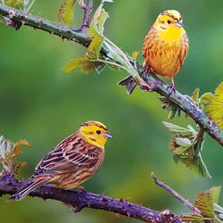 Blank Card - Birds / Yellow Hammers