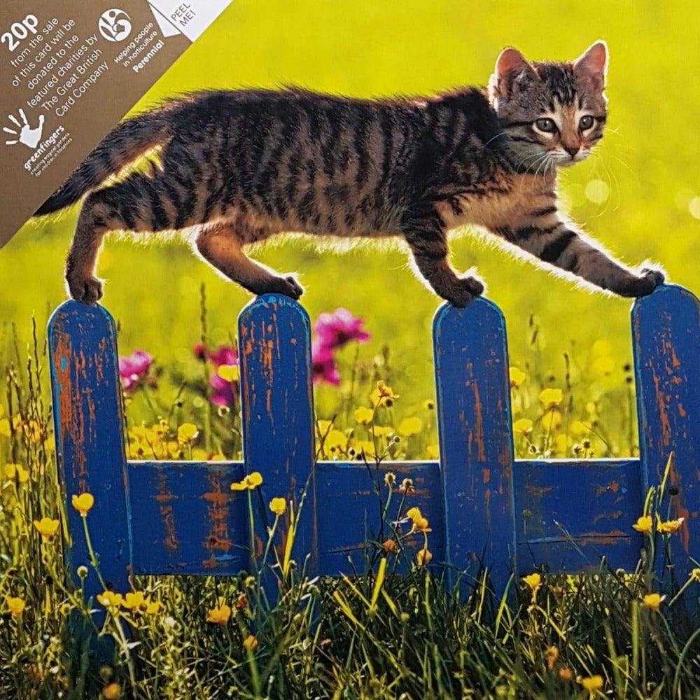 Blank Card - Animals / Cat Walking On The Blue Fence