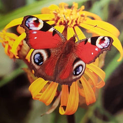 Blank Card - Nature / Butterfly With Red Wings Sitting On Yellow Flower