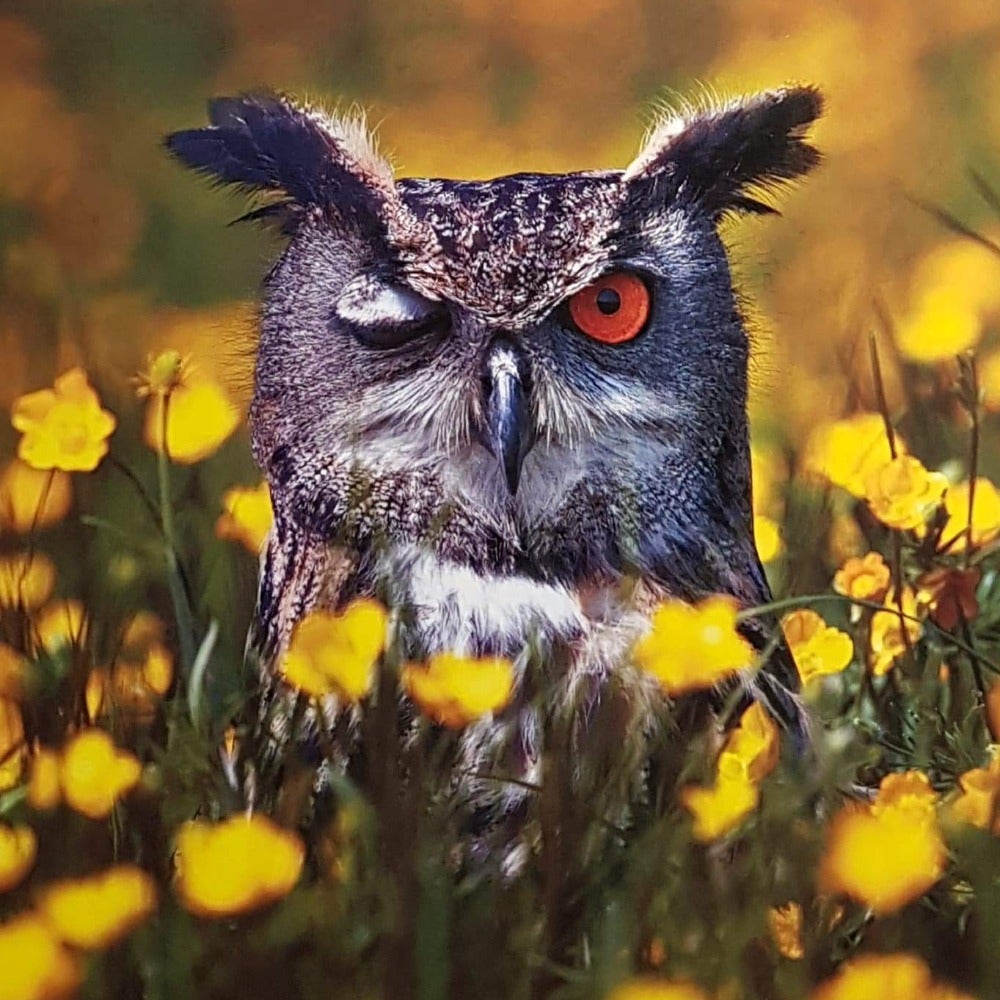 Blank Card - Birds / Surprised Owl In The Meadow