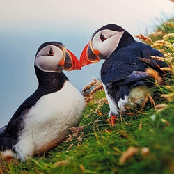 Blank Card - Birds / Atlantic Puffin Felt In Love