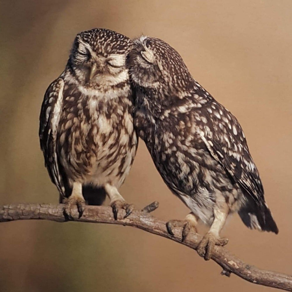 Blank Card - Birds / Couple Owls In Hug