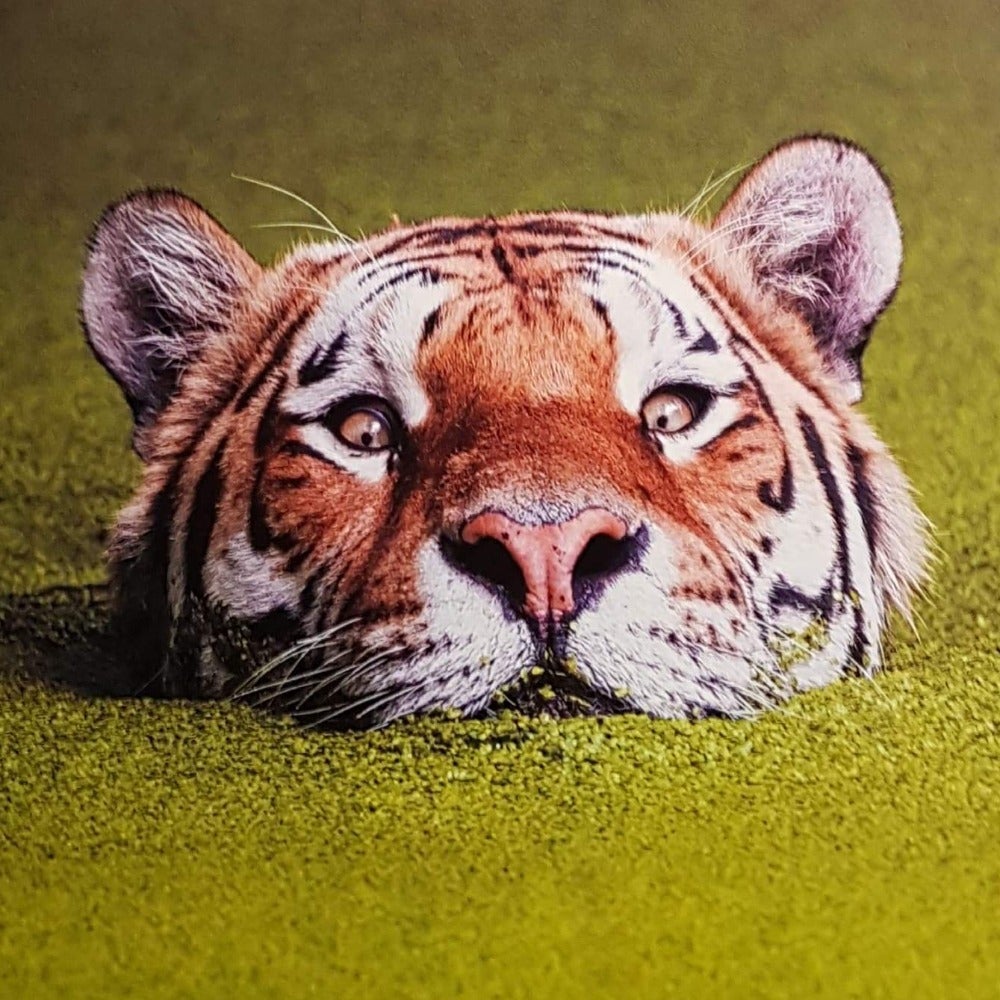 Blank Card - Animal / Tiger Is Watching You