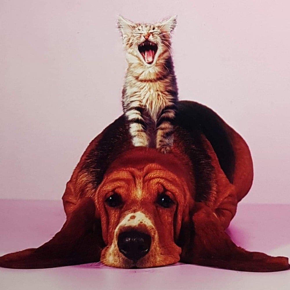Blank Card - Animal / Friendship - Kitten Sitting On Basset