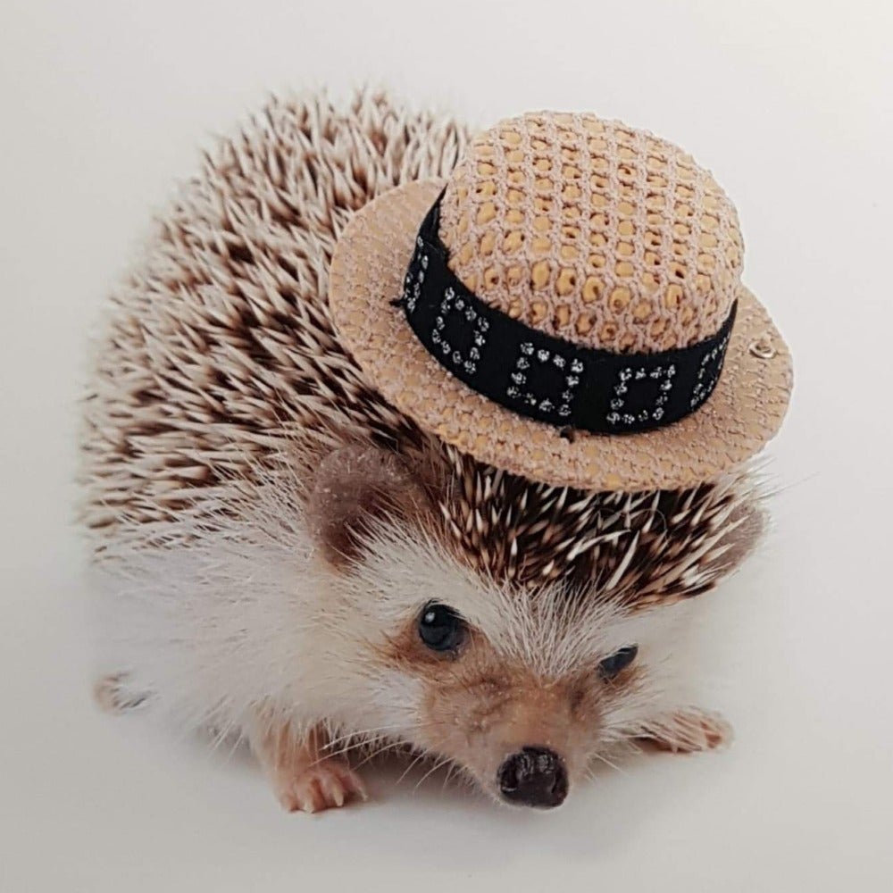 Blank Card - Animals / Elegant Hedgehog Wearing Hat