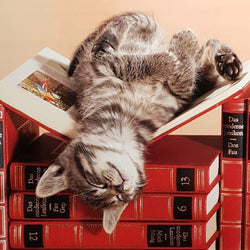 Blank Card - Animals / The Cat Is Having A Nap