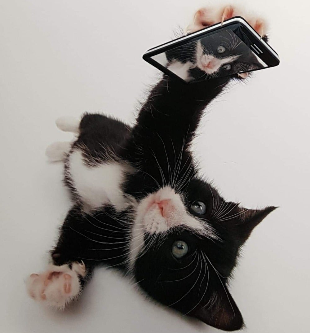Blank Card - Animals / Kitten Selfie