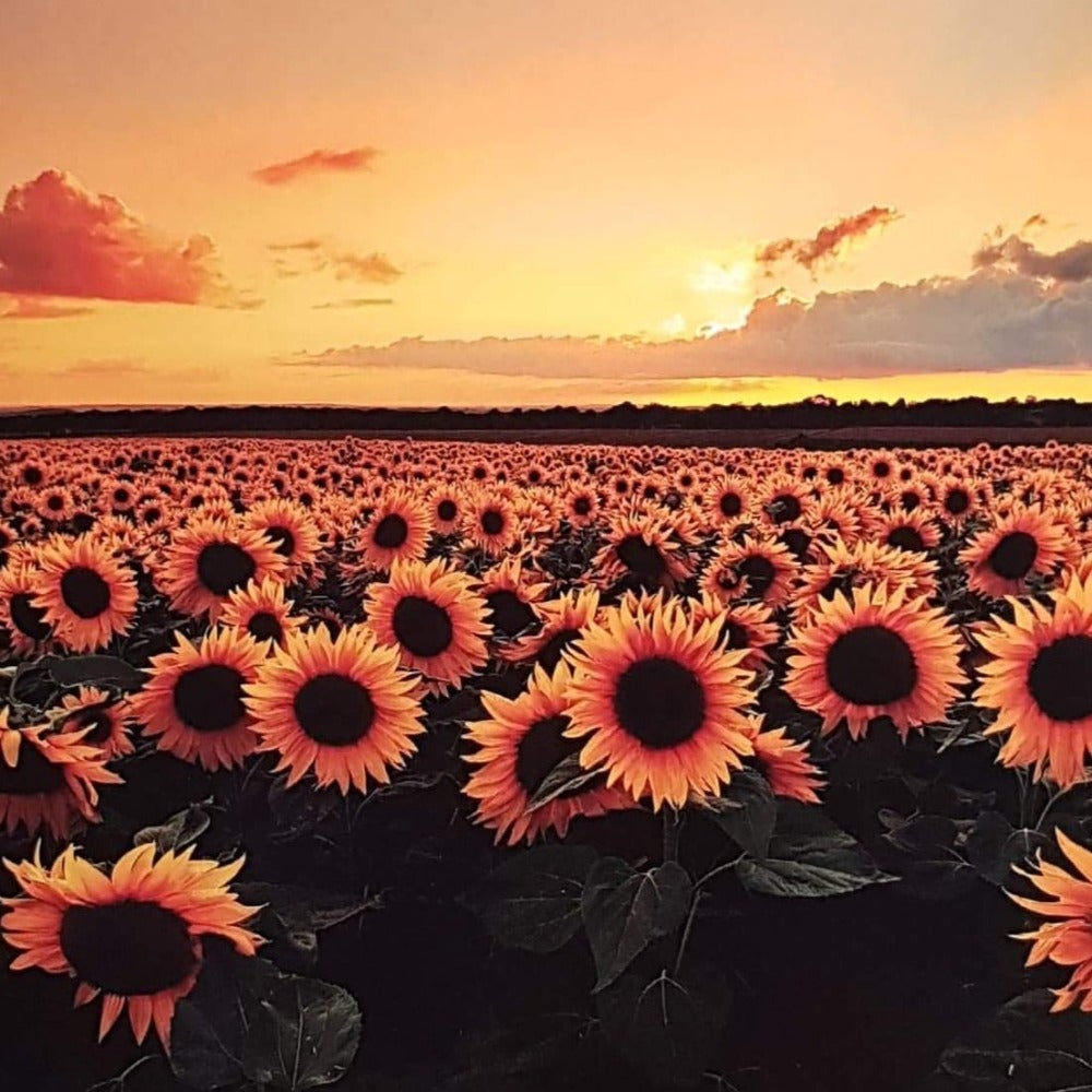 Blank Card - Field of Sunflowers in Sunset