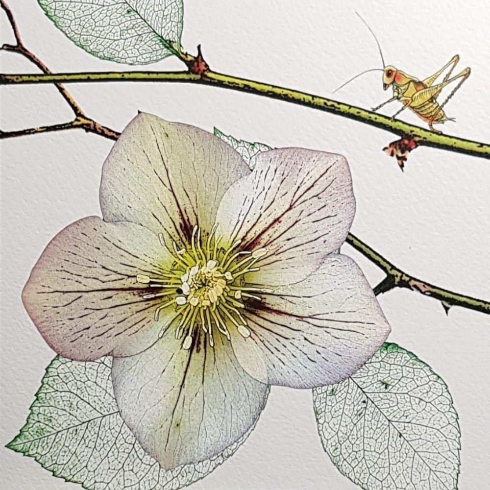 Blank Card - White Flower & Grasshopper