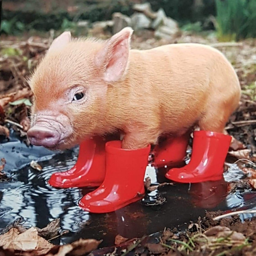 Blank Card - Animal / The Piglet Wearing Red Boots
