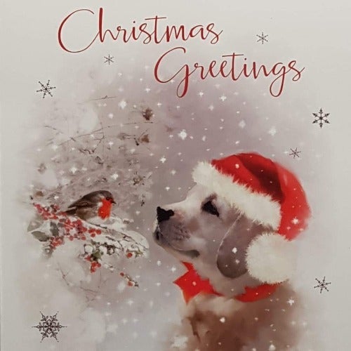 Charity Christmas Card (In Irish & English) - Cello / Children's Health Foundation & The  Robin And The Dog