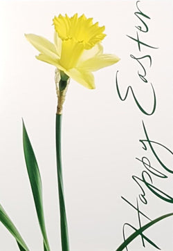 Easter Card - A Single Daffodil On A White Background