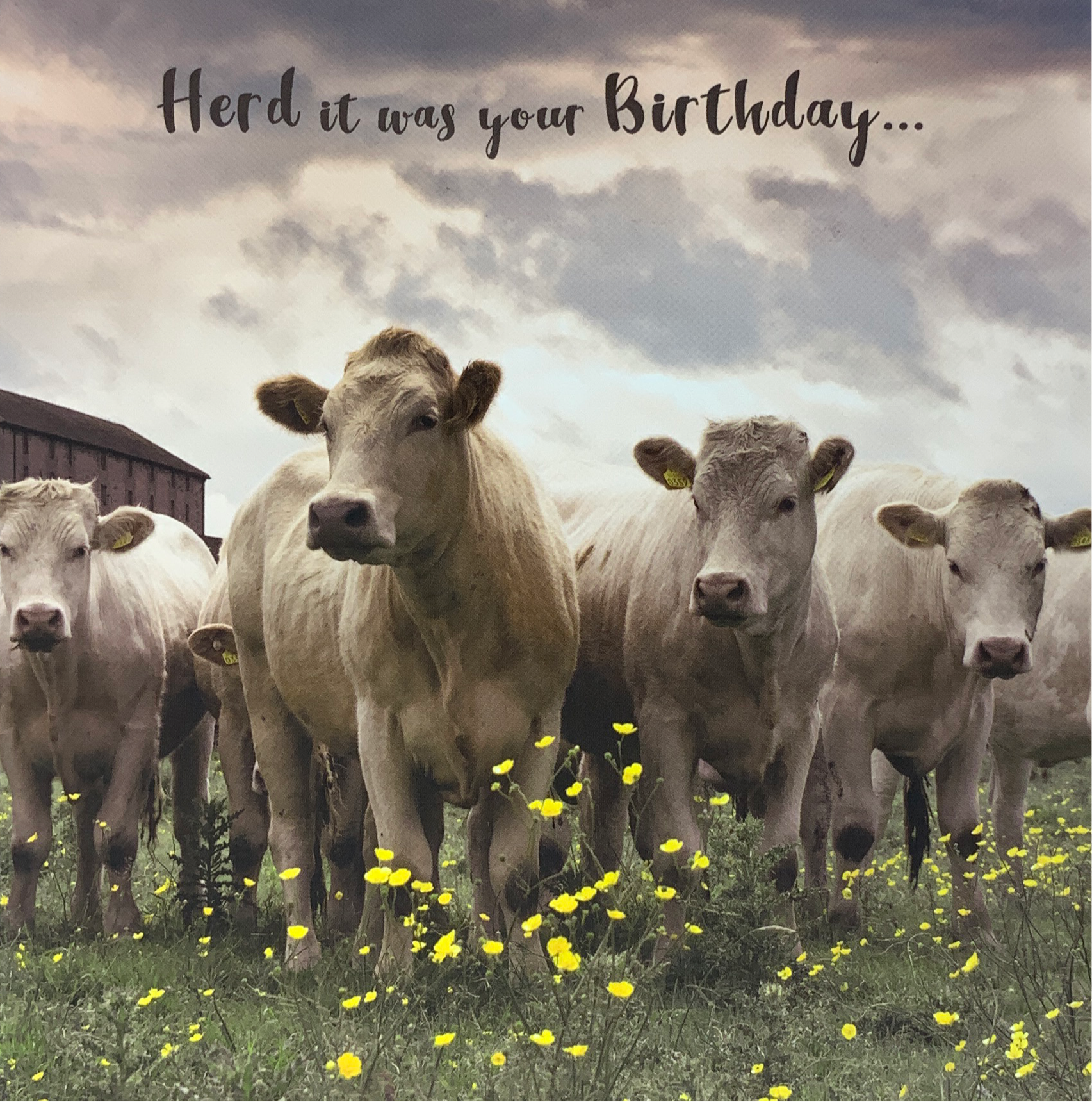 Belated Birthday Card - Herd It Was Your Birthday