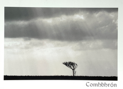 Catherine Dunne Card - Aloe Tree On Sunlight (Sympathy)