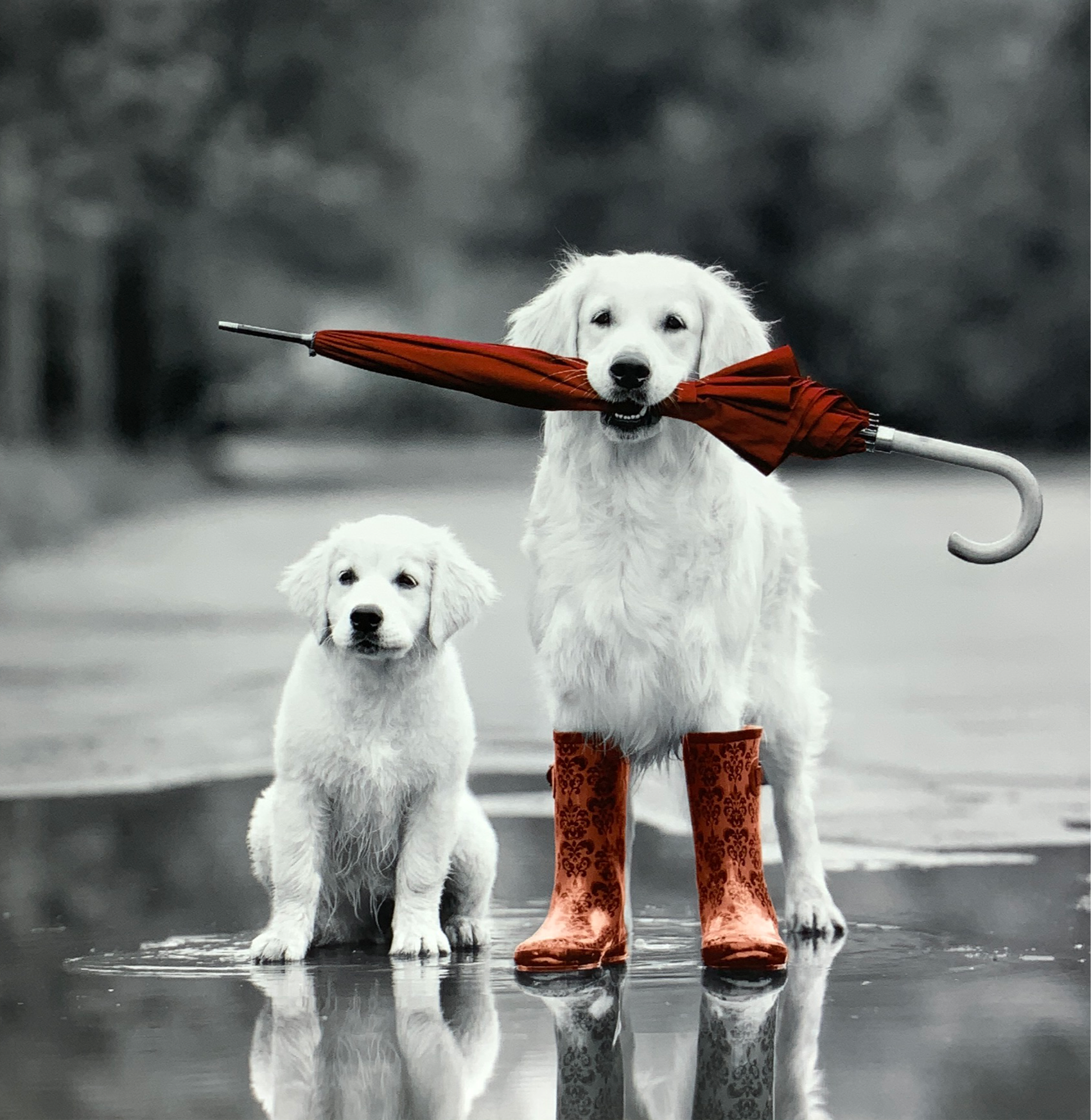 Blank Card - Cute Doggies & Red Umbrella